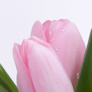 Fiore di Tulipano Rosa