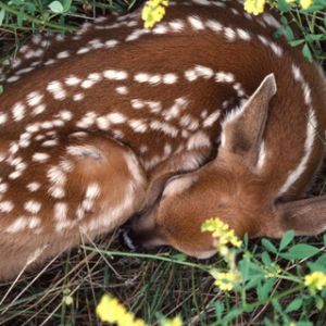 Fawn che dorme nella natura