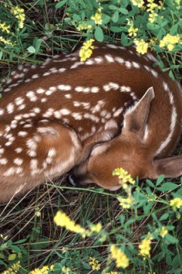 Fawn che dorme nella natura - wallpaper preview