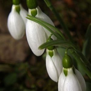 Delicate Fiori di Bucaneve