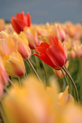 Campo di Tulipani Vivaci - wallpaper preview