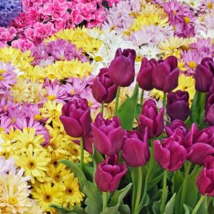 Giardino di Fiori Colorati