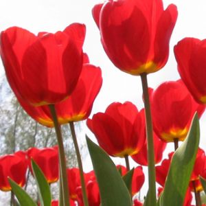 Tulipani Rossi Vivaci