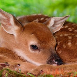 Cucciolo di Cervo