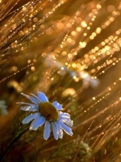 Bella Margherita al Tramonto - wallpaper preview