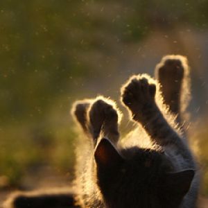 Gattino Giocoso alla Luce del Sole