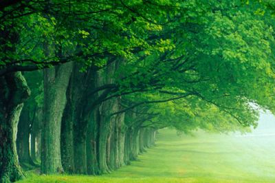 Sentiero Verde nel Bosco - wallpaper preview