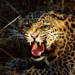 Leopardo Minaccioso che Ruggisce