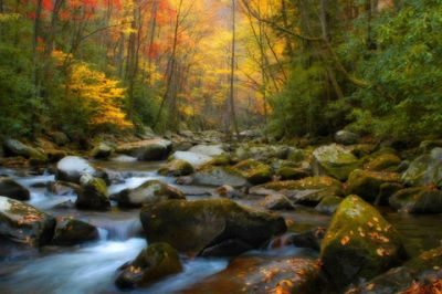 Ruscello Autunnale - wallpaper preview