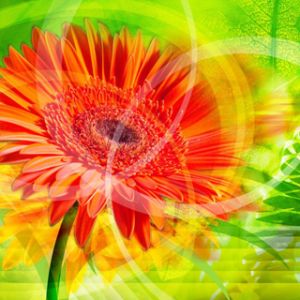 Fiore Astratto Vivace