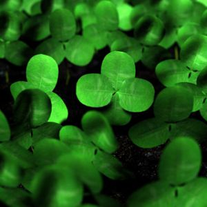 Foglie di Trifoglio Verde Vivo