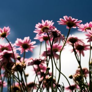 Fiori Rosa Contro il Cielo Blu
