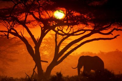 Silhouette di Elefante al Tramonto - wallpaper preview