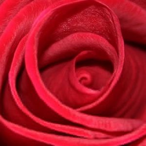 Rosa Rossa Ingrandita