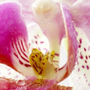 Bella Orchidea Rosa
