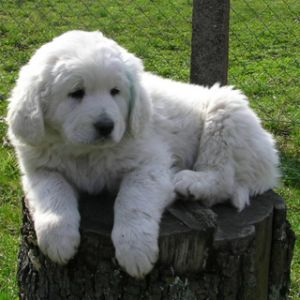 Cucciolo Carino su un Tronco