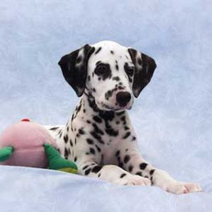 Cucciolo di Dalmata Carino