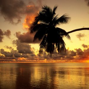Tramonto Tropicale con Palma
