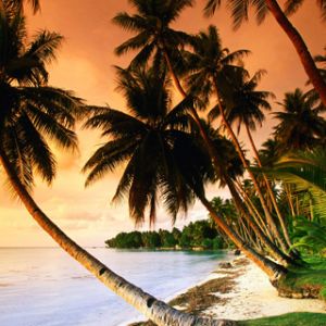 Tramonto Tropicale con Palme