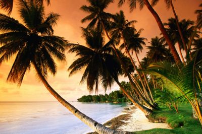 Tramonto Tropicale con Palme