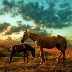 Cavalli al Tramonto
