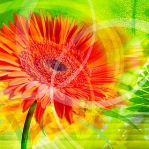 Fiore Astratto Vivace