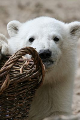 Orso Polare con Cesto