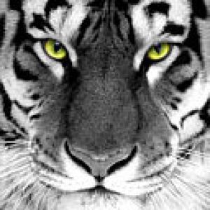 Maestoso Tigre Bianco