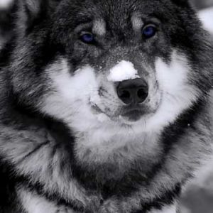 Lupo Maestoso nella Neve