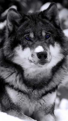 Lupo Maestoso nella Neve - wallpaper preview