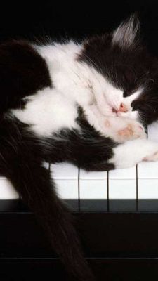 Gatto Dormiente sul Pianoforte - wallpaper preview