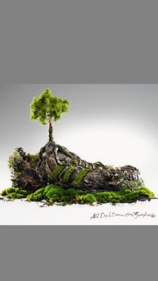 Albero in miniatura su roccia
