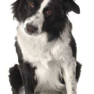 Cane Border Collie Carino