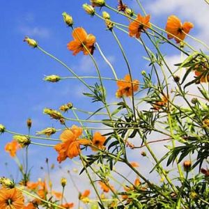 Fiori Arancioni Vivaci