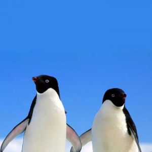 Pinguini Adorabili nella Neve
