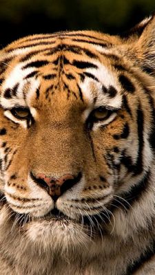 Primo Piano di una Tigre Maestosa - wallpaper preview