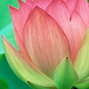Bellissimo fiore di loto rosa