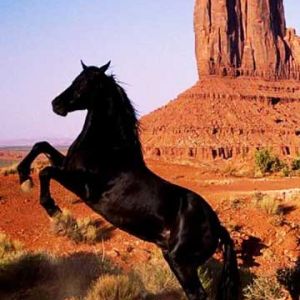 Maestoso Cavallo Nero nel Deserto