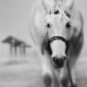 Maestoso Cavallo Bianco