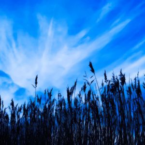 Cielo Blu e Silhouette dell'Erba