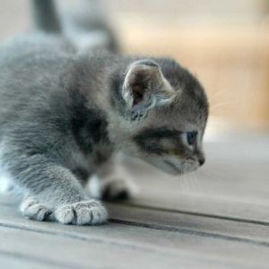 Gattino Grigio Adorabile