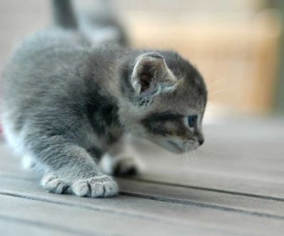 Gattino Grigio Adorabile - wallpaper preview