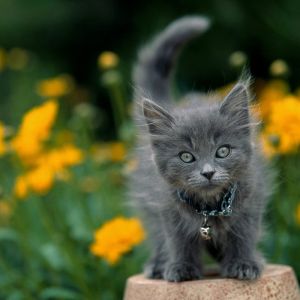 Gatto Grigio Carino tra i Fiori