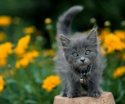 Gatto Grigio Carino tra i Fiori - wallpaper preview