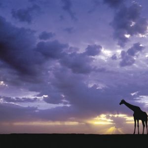 Silhouette di Giraffa al Tramonto