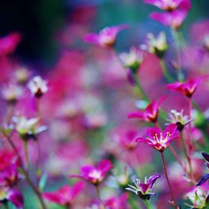Fiori Rosa Vivaci