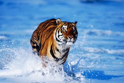Maestoso Tigre che Corre nell'Acqua - wallpaper preview