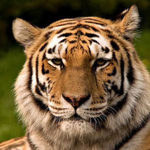 Ritratto di una Tigre Maestosa