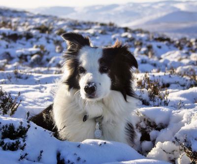 Border Collie nella Neve