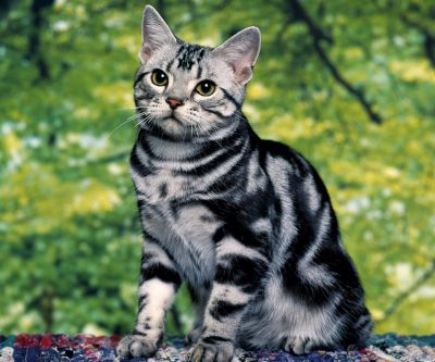 Gatto Tabby Argento Carino
